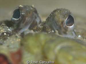 Sole fish eyes by José Carvalho 